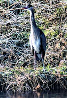 heron on riverbank