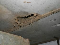 Hole in milking parlour ceiling