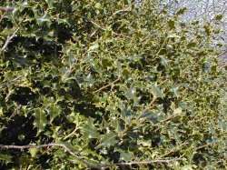 Holly bush