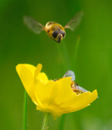 Hoverfly