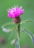 Knapweed