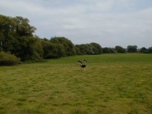 The Left Hand Meadow