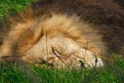 The Lion sleeps
