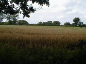 Photo of Long Field