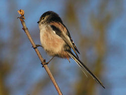 Longtailed tit