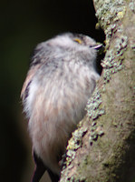 long tail tit after nesting material