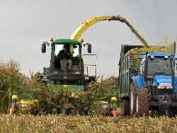 Richardsons harvesting the maize