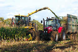 Harvesting the maize