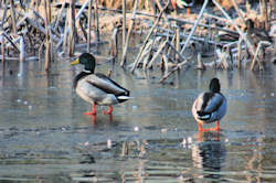 Mallards walking on thin ice
