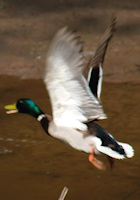 Mallard takes off