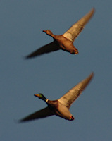 A pair of mallard fly overhead