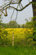 Meadow of Buttercups in may