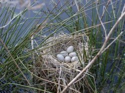 Moorhens Nest