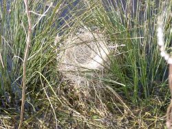 All the eggs have gone taken by animal or bird