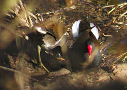 A pair of Moorhens