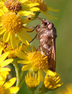 Moth feeding on ragwort