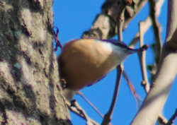 A Nuthatch