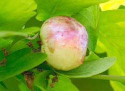 Oak Apple