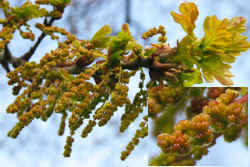 Oak in flower