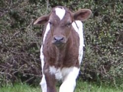 This is One Hung Low - born with a silight deformity to her right ear.