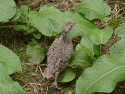 Young Partridge