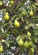 Pears on tree
