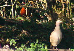 Pair of Pheasants