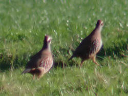Female pheasants run for it
