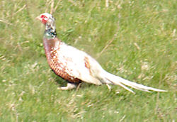 White pheasant