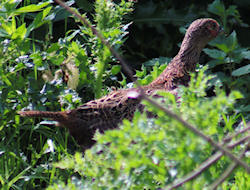 Female pheasant moves for cover
