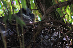 pidgeon feeding young