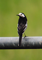 Pied wagtail on gate