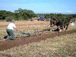 Ploughing with horses