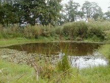 The Pond