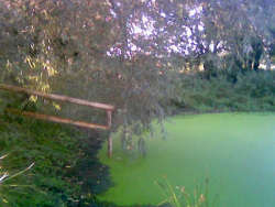 the pond