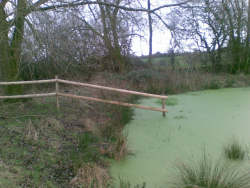the pond 2