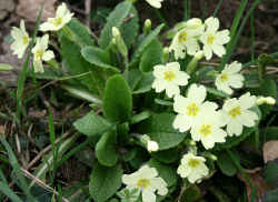 Wild Primrose's
