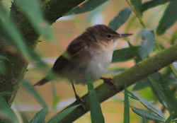 A Warbler but which one