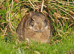 Do Not Disturb Beauty Sleep In Progress