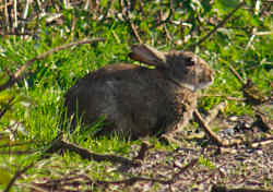 Rabbit taking in the sun on the cattle drive