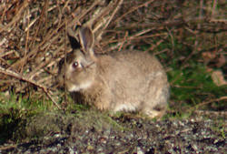 Rabbit on the cattle drive