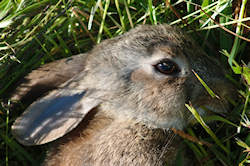 Young rabbit