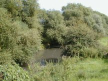 Willow trees along the river bank