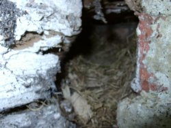 Robins Nest with onsuit loo.