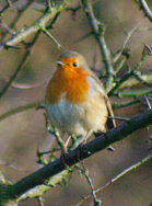 robin in hawthorn bush