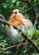 Fat Robin