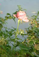 Rose by river