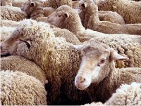 Sheep