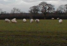 Sheep from collegues farm nr Buxton