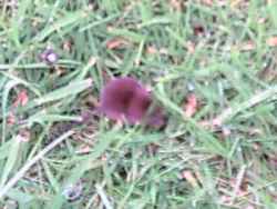 Shrew